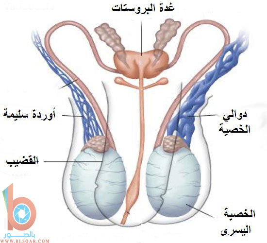 شكل دوالي الخصية بالصور - تعرف على مرض دوالي الخصية للرجال 4463 5