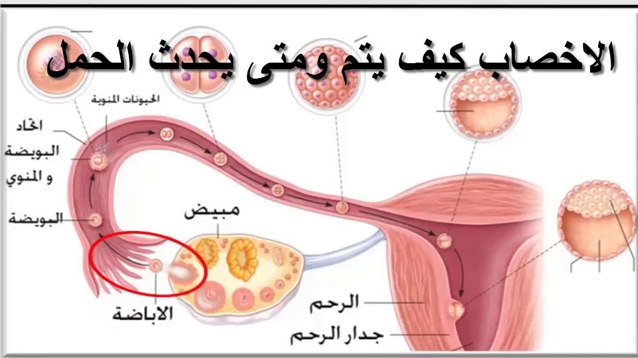 كيفية حدوث الحمل