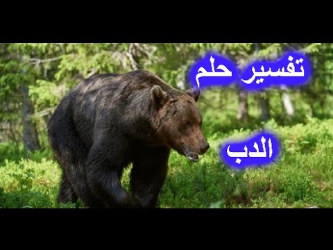 تفسير الاحلام دب , دلالة رؤية دب في الحلم