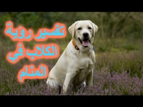 الكلب فى المنام 4808 1