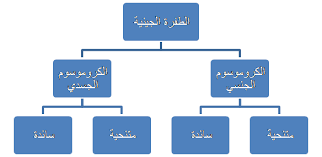 الصفات الوراثية السائدة والمتنحية - ما الفرق بين الصفات السائدة والمتنحية 3042