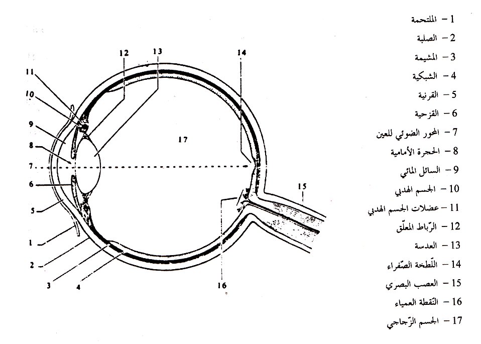 العين واجزائها ووظائفها - نعمه العين وما هى اجزائها 1174 2