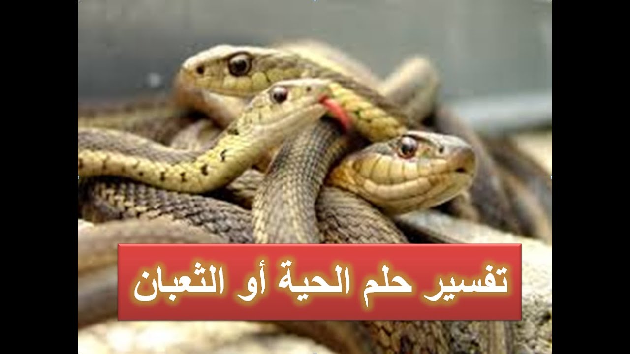 تفسير الاحلام الحية - الحيه وما الرساله التى تاتى بها فى المنام