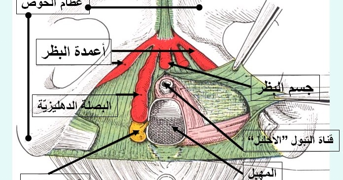 سبب خروج الريح من المهبل , ما هو الغاز المهبلى