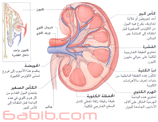 اعراض القصور الكلوي - تعرف على مسببات واعراض 4257