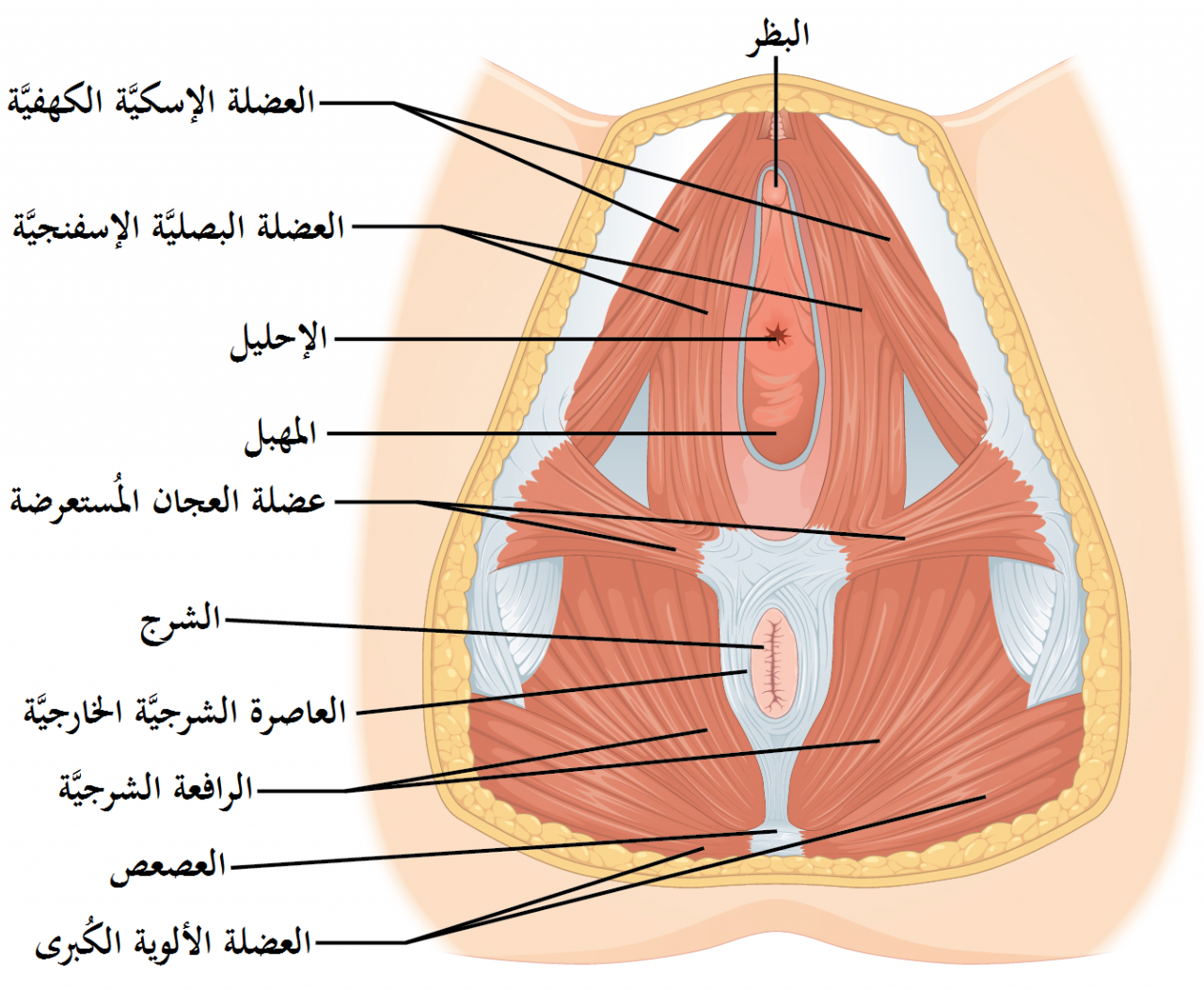 ما معنى كلمة المهبل , مكونات المهبل