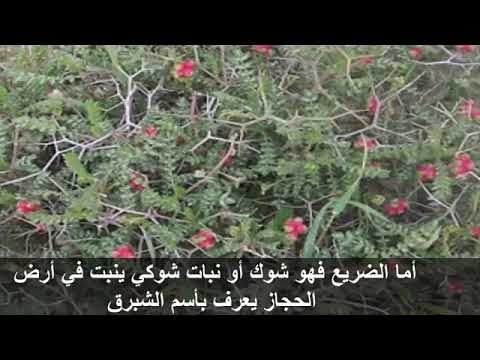 اسم نبات بحرف الضاد - نبات الضريع 4347 1