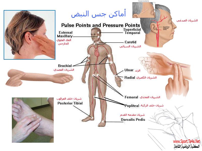 ماهي اسباب ضربات القلب السريعة - سبب سرعه ضربات القلب 6986 4