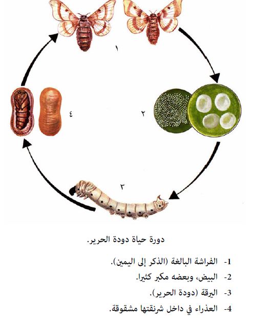 دورة حياة دودة القز - مراحل نمو دوده القز و فوائدها Unnamed File 457