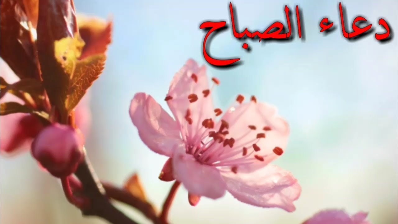 صور عن ادعية الصباح- كلام صباحي وادعيه تفتح النفس 43652 8