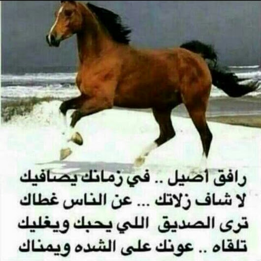 شعر بدوي مدح 5079 3