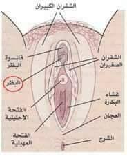 ما معنى كلمة المهبل - مكونات المهبل 2425