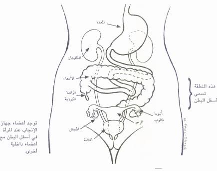 عندي الم اسفل البطن , ممكن ان يكون سببه شائع جدا ولكن لا تعرفه