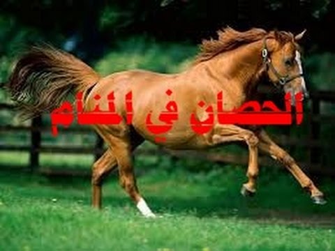 معنى الحصان في المنام - تاويل رؤية الحصان فى الحلم 2237 3