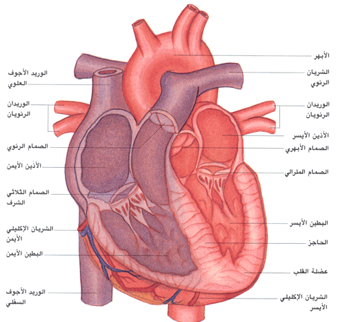 ماهي اسباب ضربات القلب السريعة - سبب سرعه ضربات القلب 6986