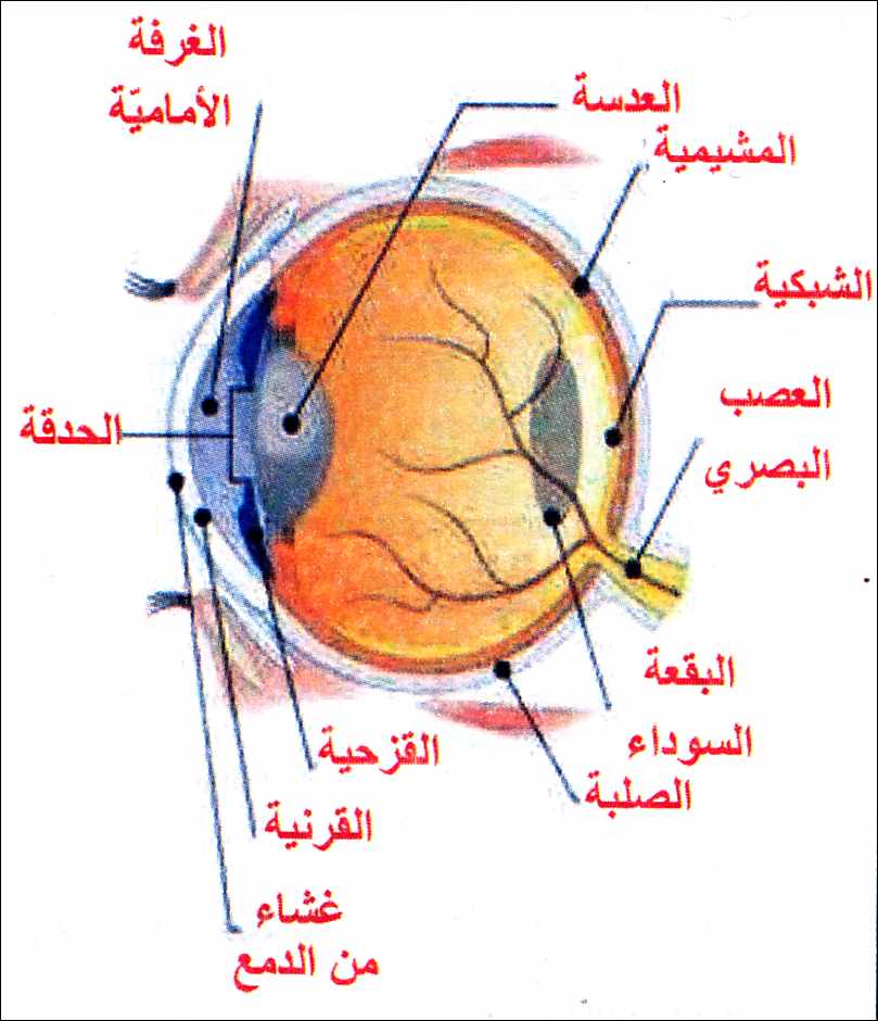 العين واجزائها ووظائفها - نعمه العين وما هى اجزائها 1174 3