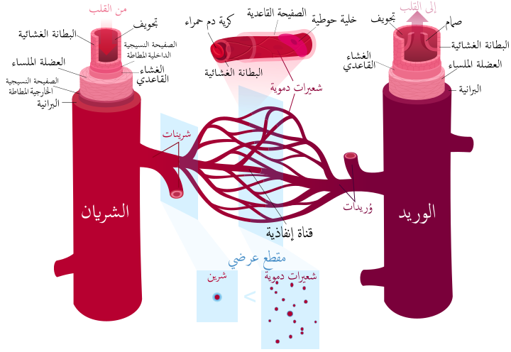 بحث حول الدم , مقالة عن الدم