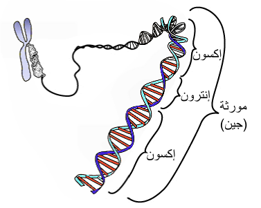 ما هو الجينوم , علم اول مره اسمع انه موجود اصلا