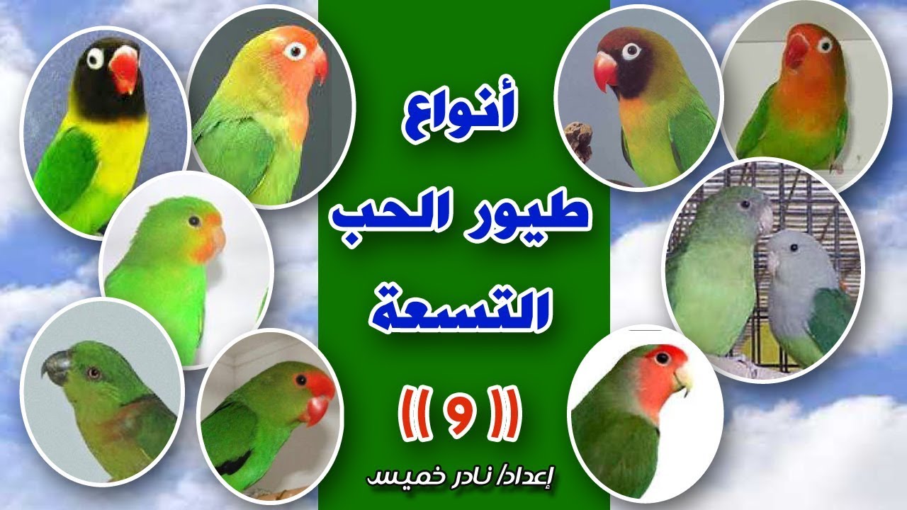 انواع طيور الحب بالصور , ما هي طيور الحب