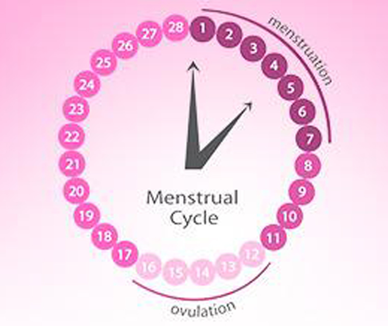 حاسبة الدورة والتبويض - كيفية حساب ايام التبويض