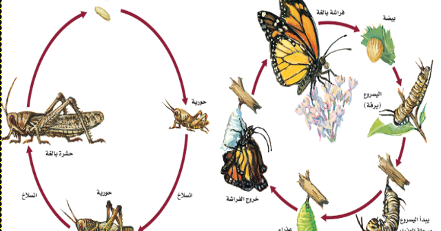 بعض انواع الحشرات مثل الجراد واليعسوب والنمل الابيض دورة حياتها - تمر بلاث مراحل هذه الحشرات 43334 1