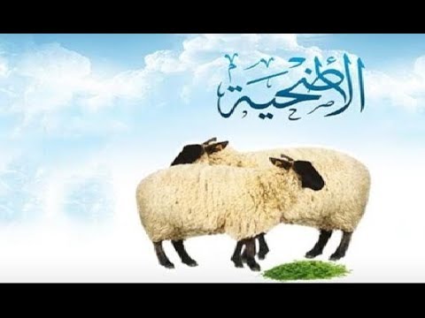 تفسير حلم ذبح الخروف للحامل - اروع الاحلام وتفسير ما يحدث فيها 291 1