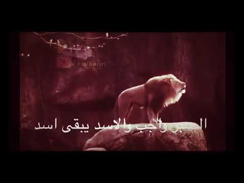 ابيات شعر عن الاسد , اروع العبارات والاشعار عن الاسد