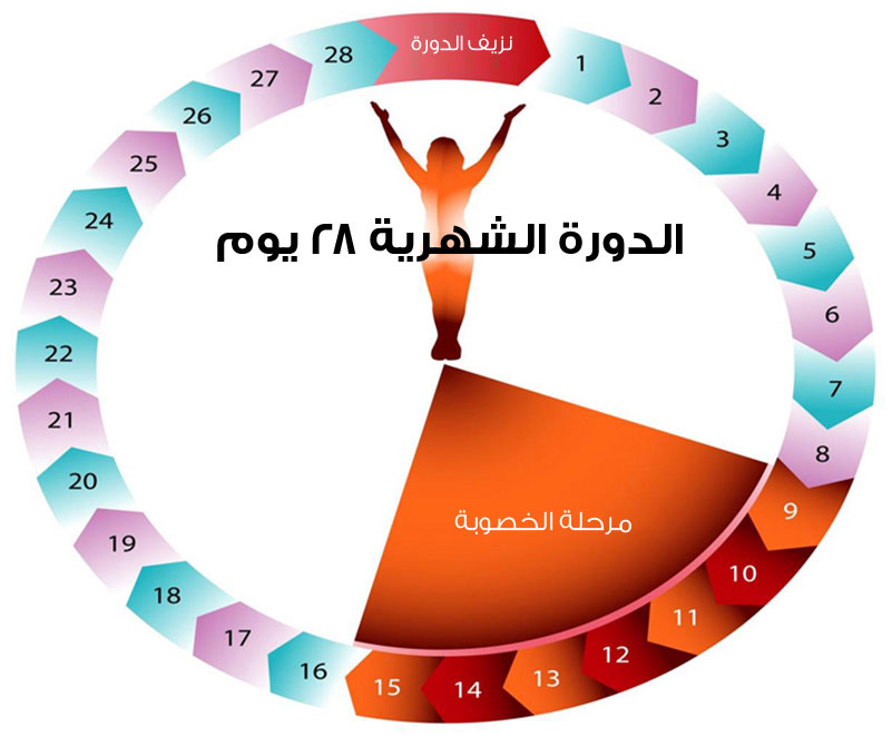 تاخر الدورة شهرين بدون اعراض , غياب الدوره الشهريه عن ميعادها وماذا تدل