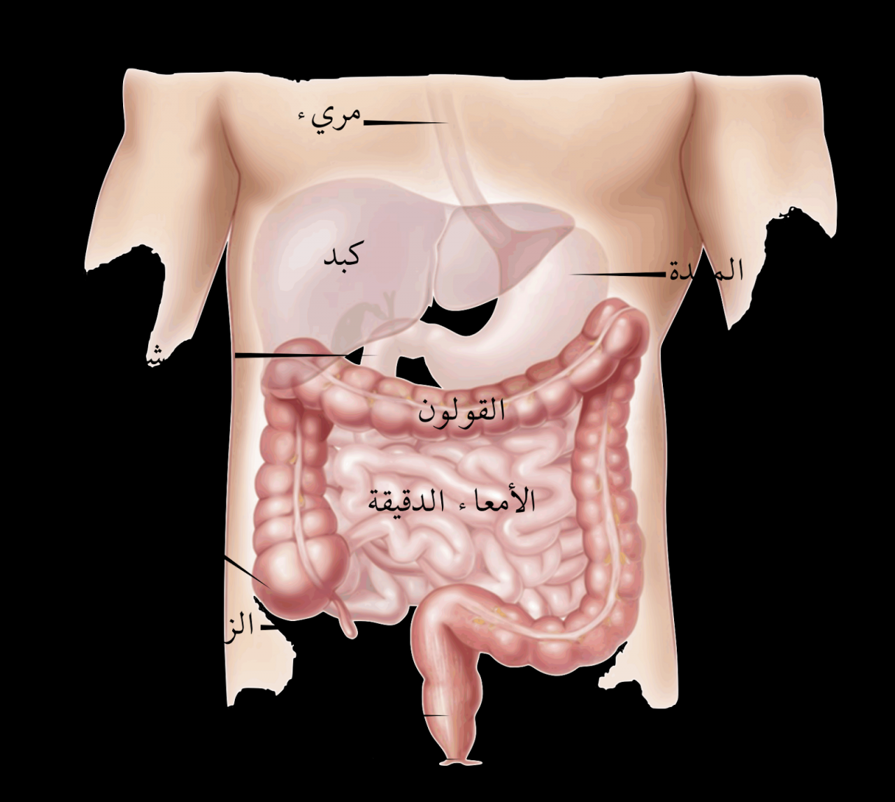 اعراض قولون عصبي , الام واعراض القولون بانواعه