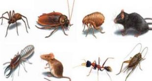 بعض انواع الحشرات مثل الجراد واليعسوب والنمل الابيض دورة حياتها تمر بثلاث مراحل