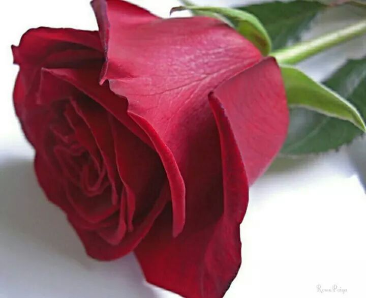 وردة حمراء رومانسية , اتعلم الحب من الورود الحمراء واهدي احبائك زهرة
