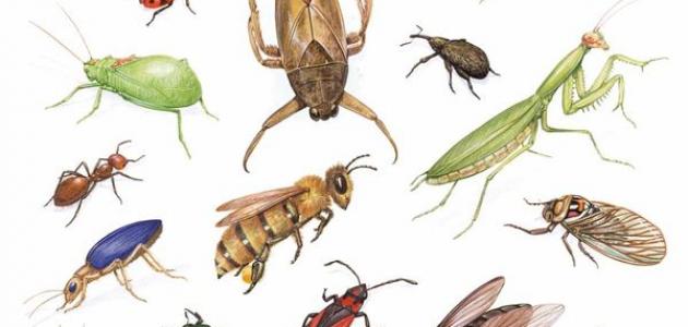 الجراد دورة انواع حياتها والنمل بعض الابيض مثل واليعسوب الحشرات الحشرات لها