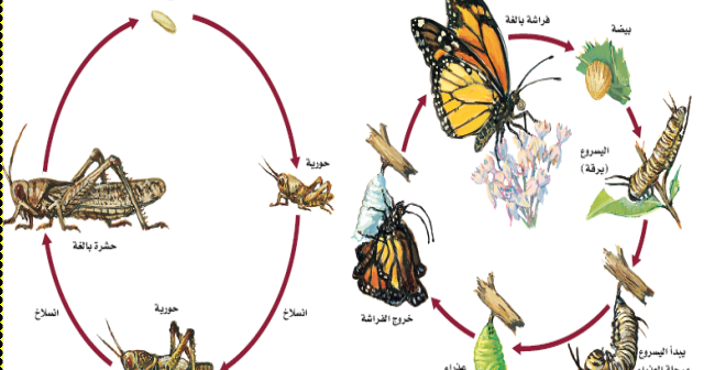 بعض انواع الحشرات مثل الجراد واليعسوب والنمل الابيض دورة حياتها تمر بثلاث مراحل